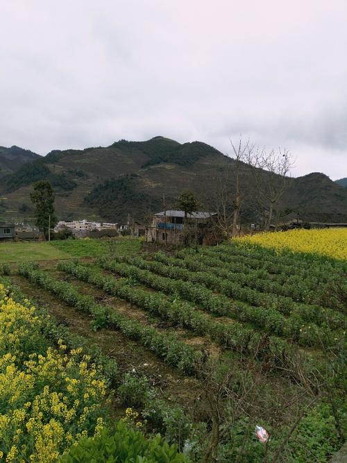 古龙镇天气预报更新通知